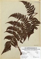 藏品(柄囊蕨)的圖片